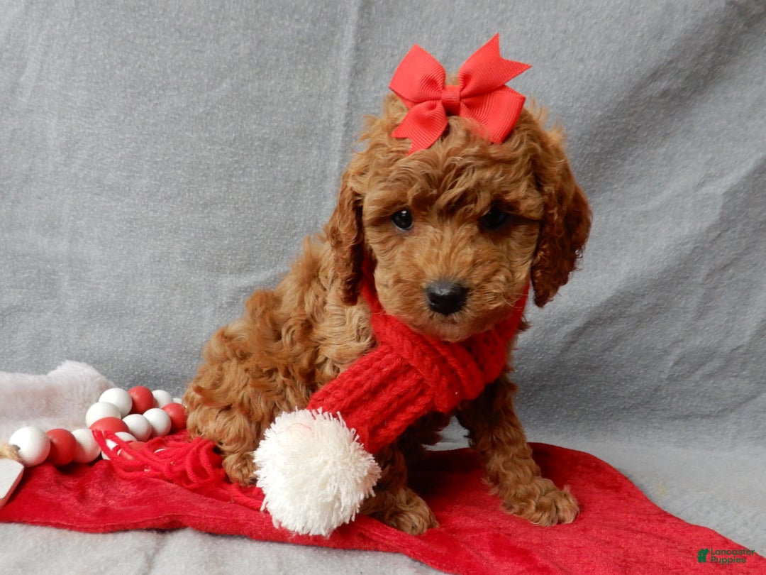 Cavapoo dogs for sale: Ginger - Ad 6
