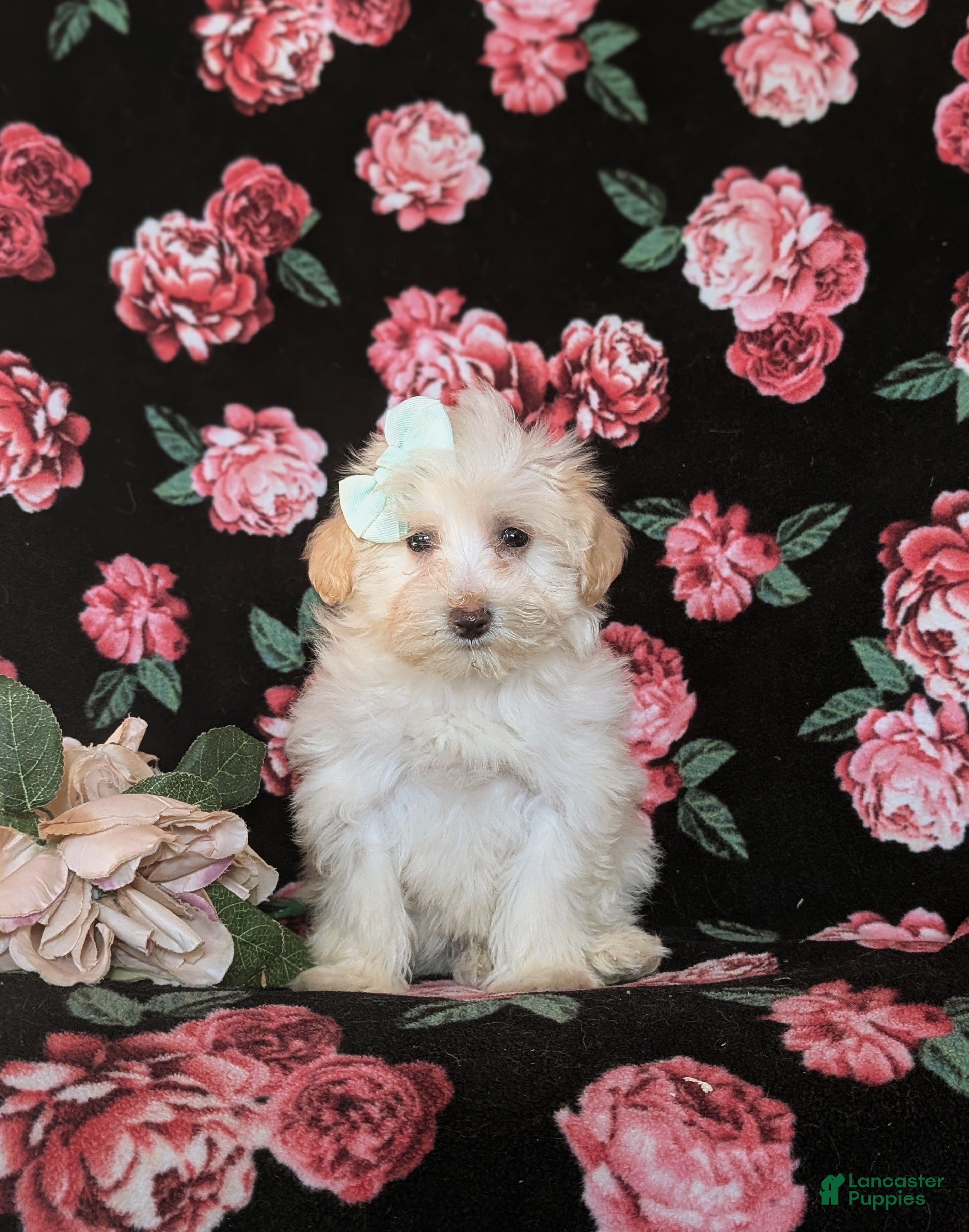 Maltipoo dogs Desiree - Ad 2