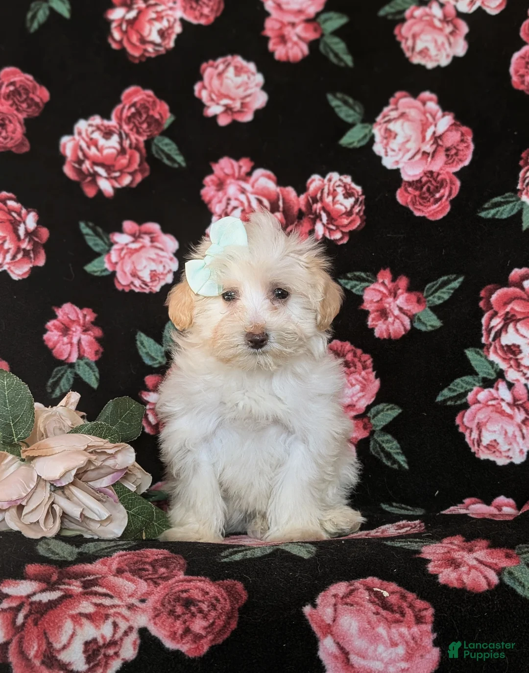 Maltipoo dogs for sale: Desiree - Ad 2