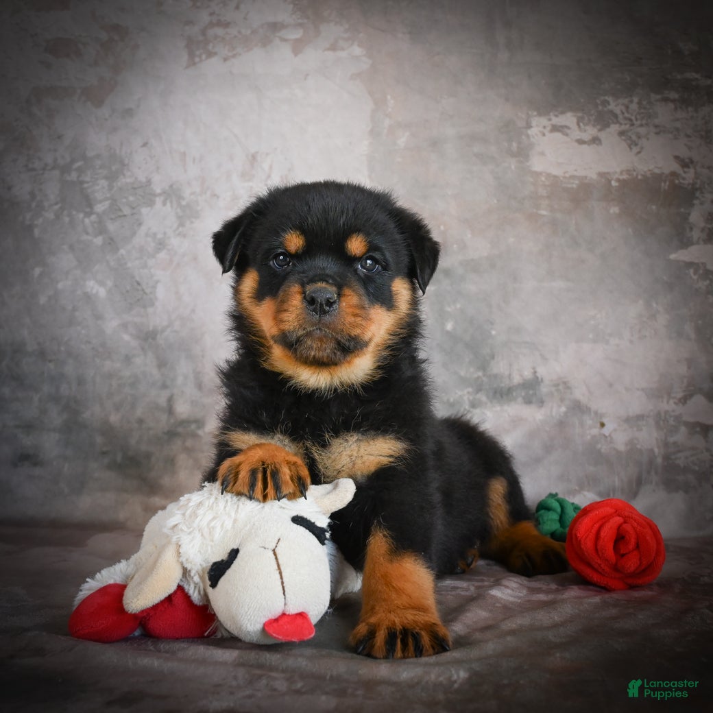 Rottweiler dogs Luka - Ad 1