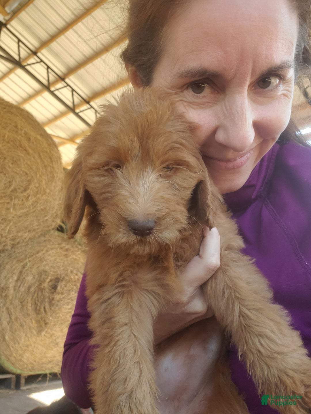 Goldendoodle dogs for sale: Rosie - Ad 4