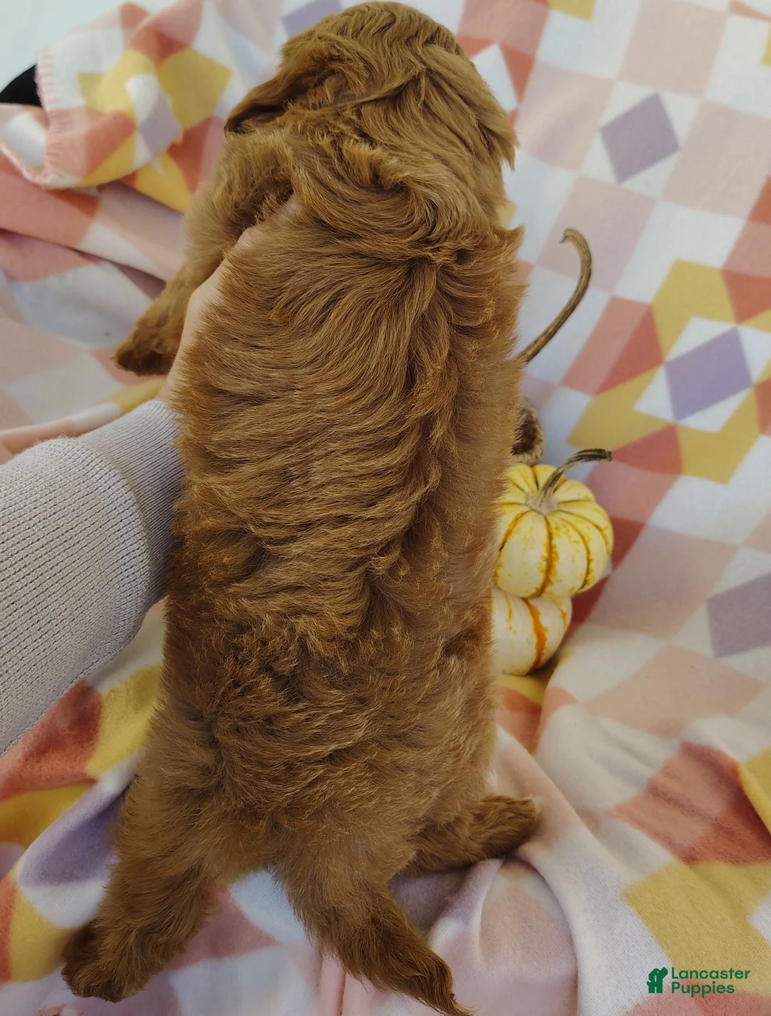 Mixed Breed dogs for sale: Sugar  - Ad 9