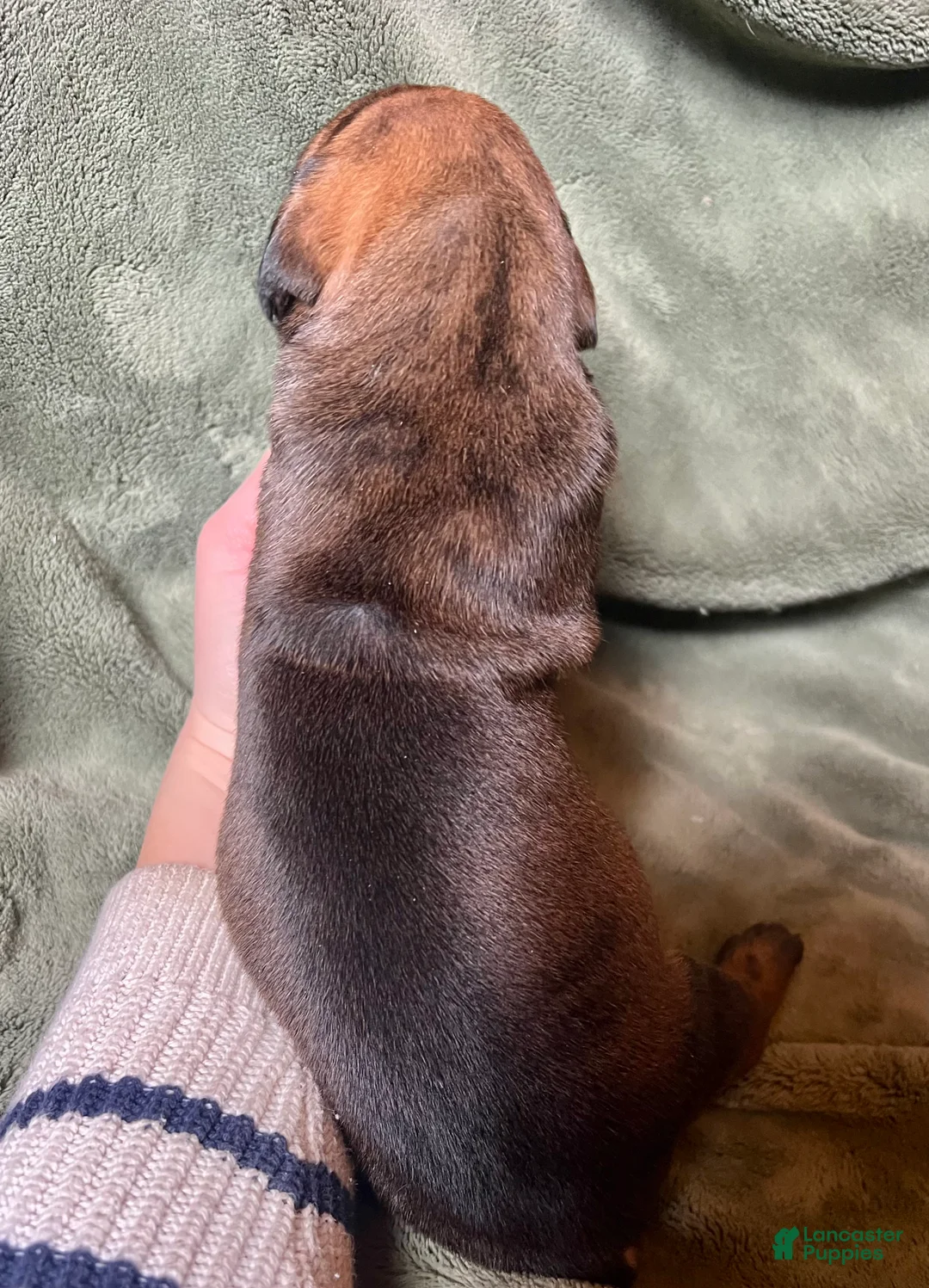 Great Dane dogs for sale: Peep - Ad 2