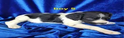 Brittany Spaniel dogs for sale: French Brittany boy 5 - Ad 2