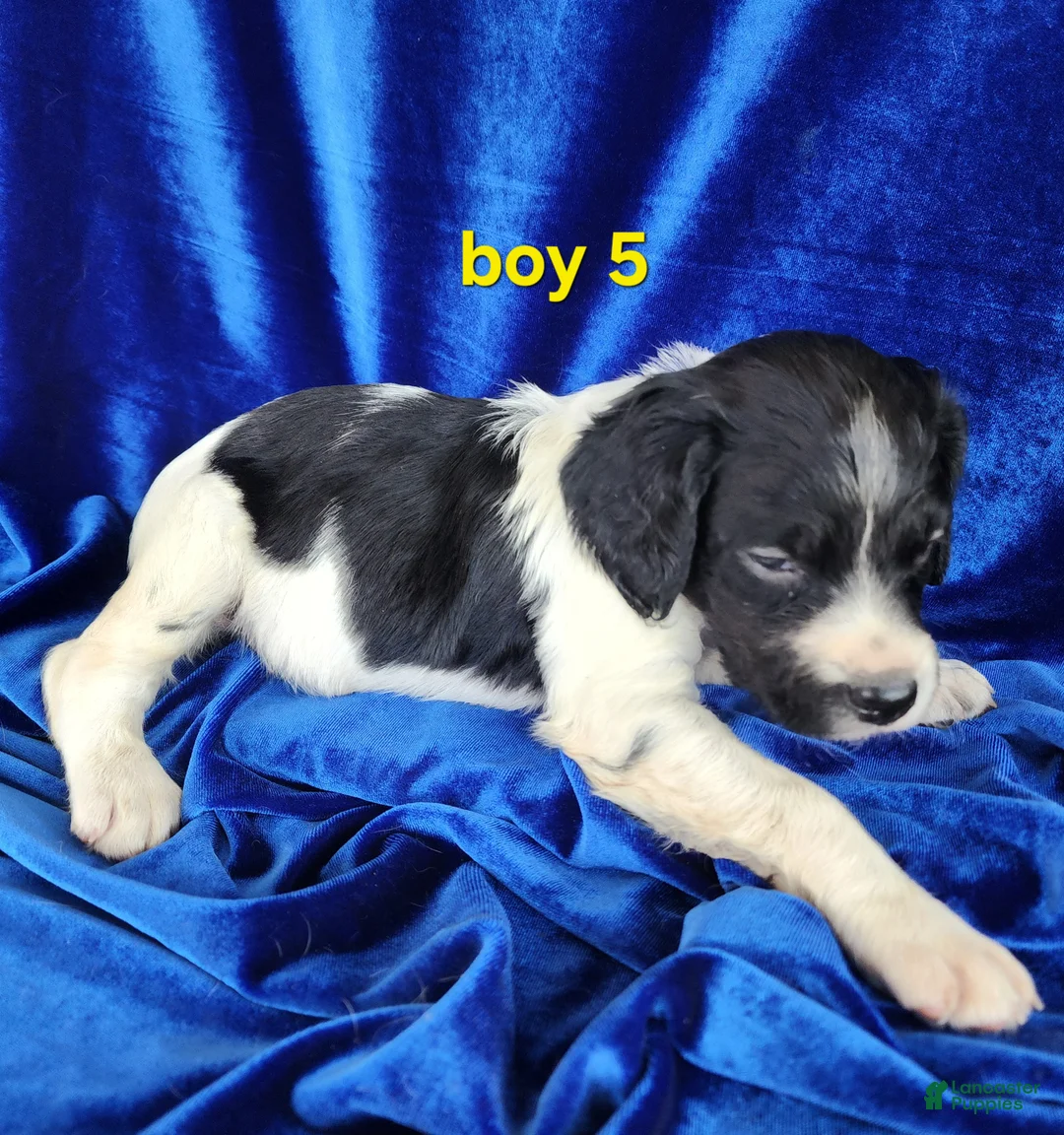 Brittany Spaniel dogs for sale: French Brittany boy 5 - Ad 2
