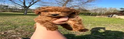 Toy Poodle dogs for sale: Toy Poodle Puppy 1 - Ad 4
