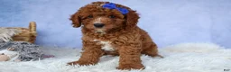 Cavapoo dogs for sale: TOBY - Ad 7