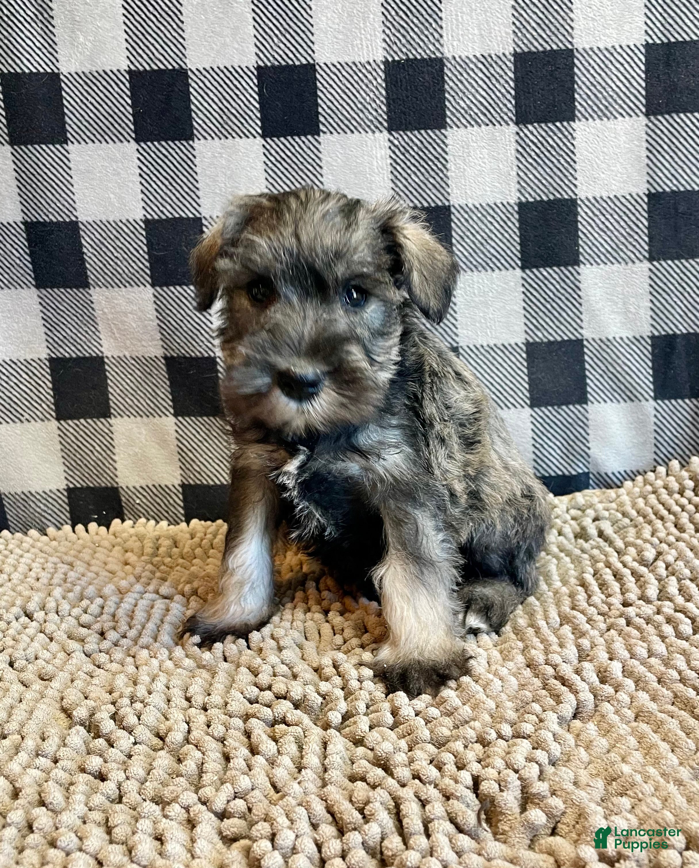 Miniature Schnauzer dogs Jesse - Ad 3