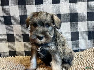 Miniature Schnauzer dogs Jesse - Ad 29