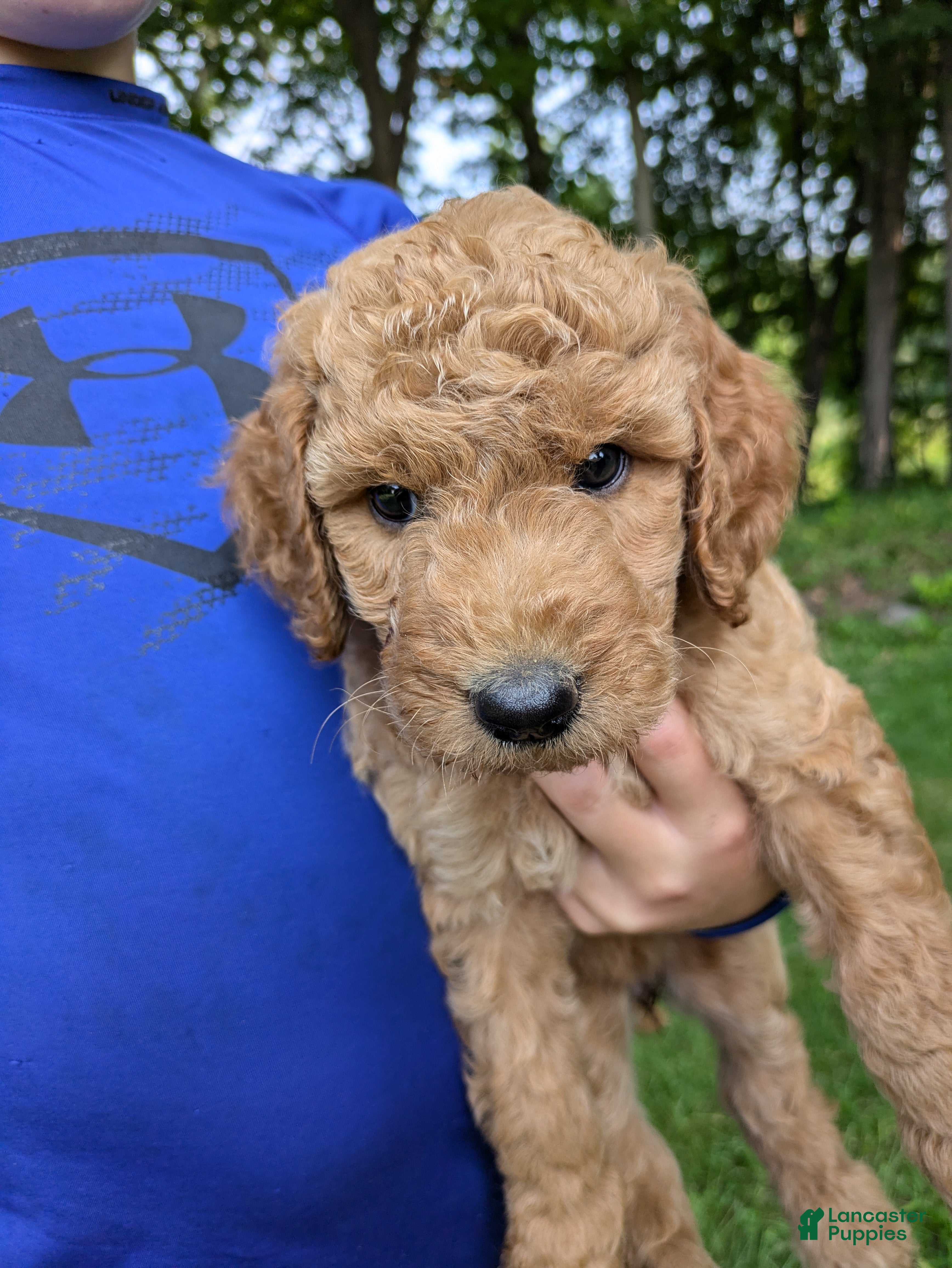 Goldendoodle dogs Petunia - Ad 2