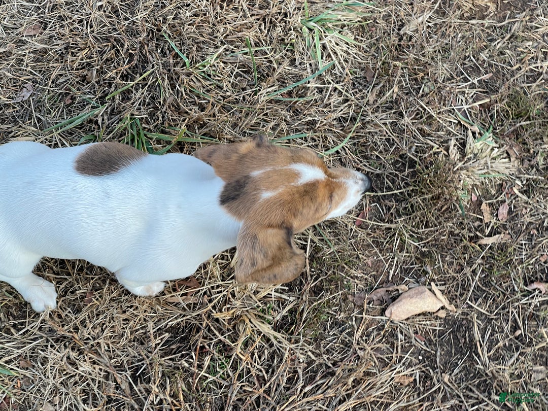 Dachshund dogs for sale: Laken - Ad 8