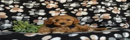 Cavapoo dogs for sale: Murphy - Ad 5