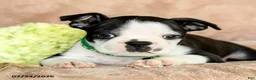 Boston Terrier dogs for sale: Dozer - Ad 4