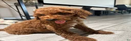 Standard Poodle dogs for sale: Duke - Ad 10