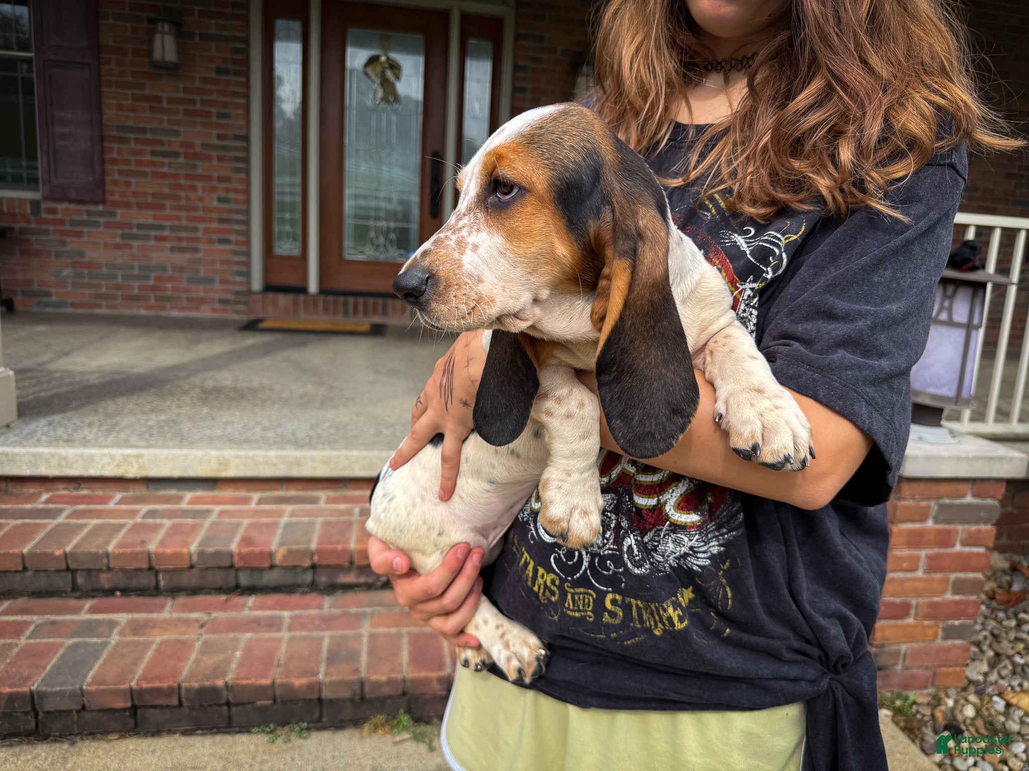 Basset Hound dogs Mabel - Ad 2