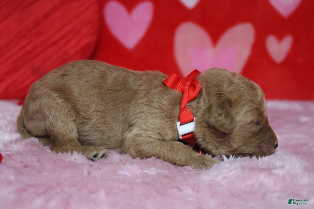 Goldendoodle dogs for sale: Crush  - Ad 5