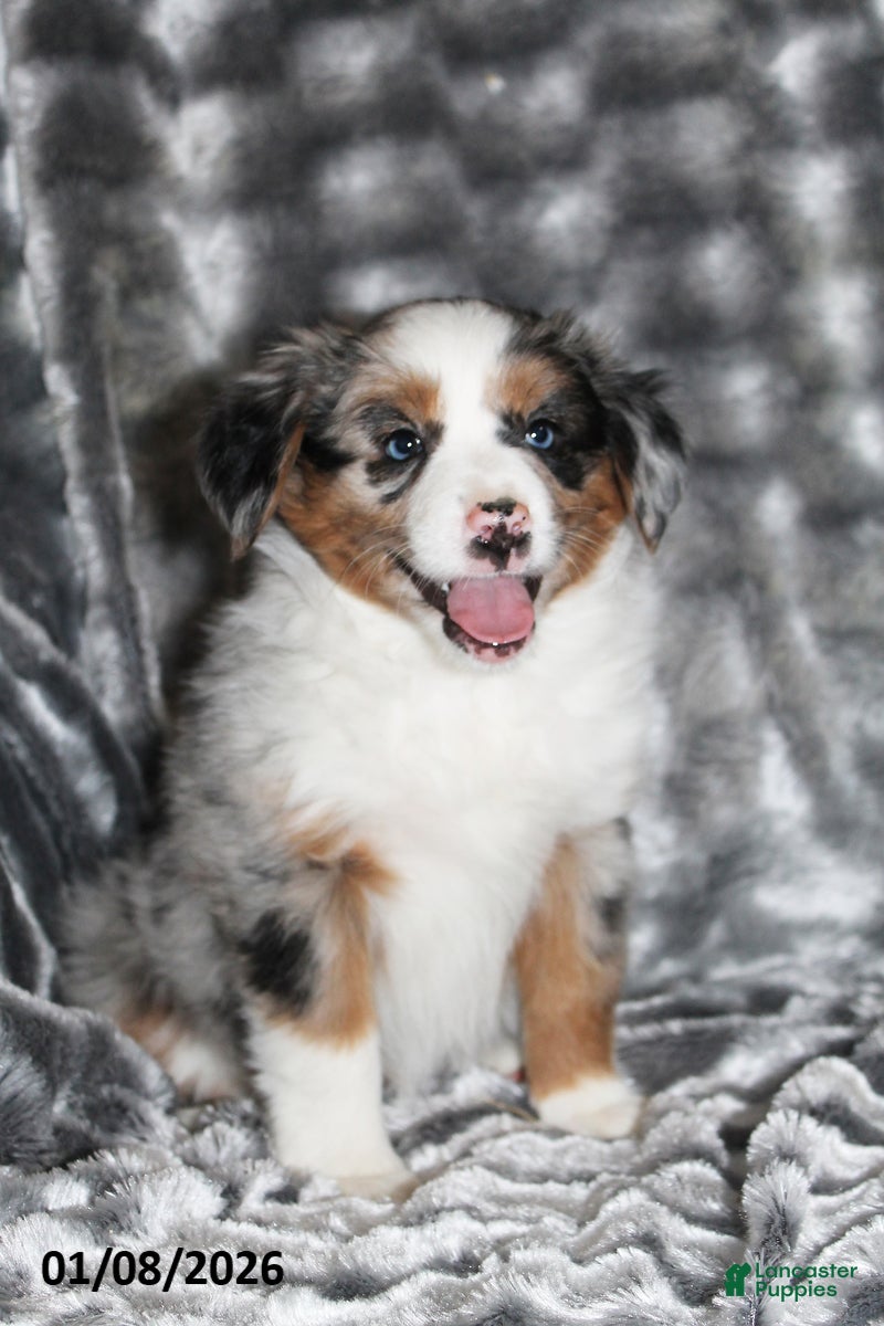 Miniature Australian Shepherd dogs Annie - Ad 21