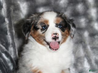 Miniature Australian Shepherd dogs Annie - Ad 16