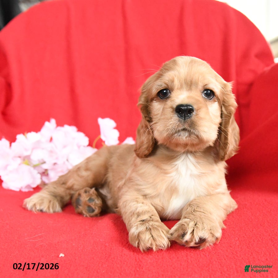 English Cocker Spaniel dogs Luther - Ad 2