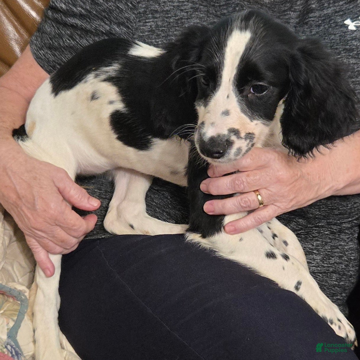English Springer Spaniel dogs Terra - Ad 1