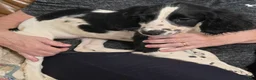 English Springer Spaniel dogs for sale: Terra - Ad 1