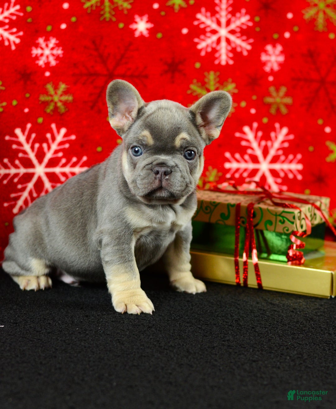 French Bulldog dogs for sale: Willie - Ad 1