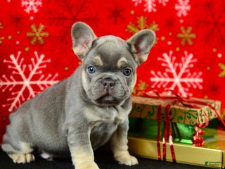 French Bulldog dogs Willie - Ad 18