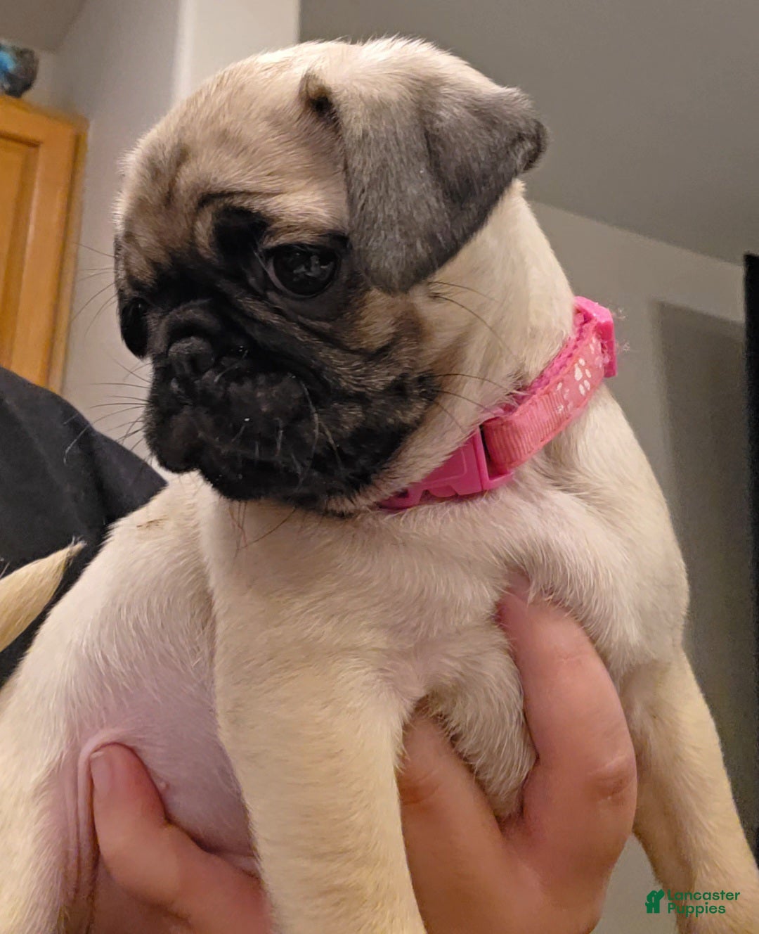 Pug dogs Pink - Ad 5