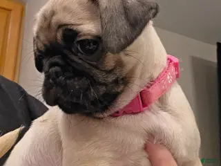 Pug dogs Pink - Ad 5