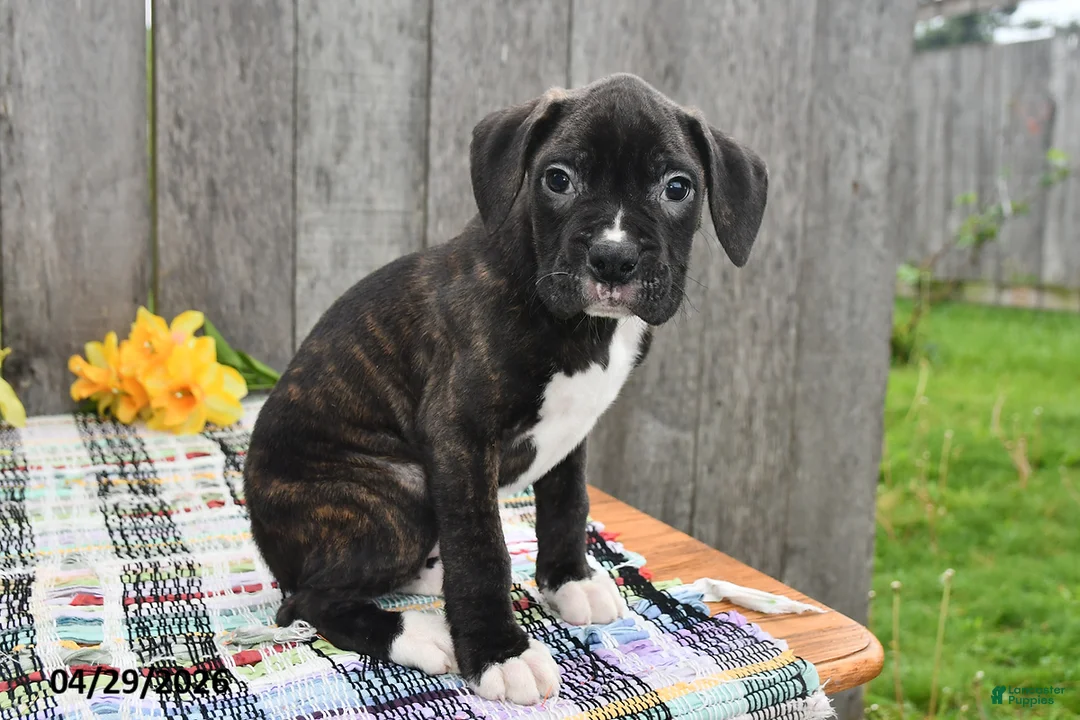 Boxer dogs for sale: Marshall - Ad 5
