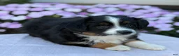 Miniature Australian Shepherd dogs for sale: Auggie - Ad 11