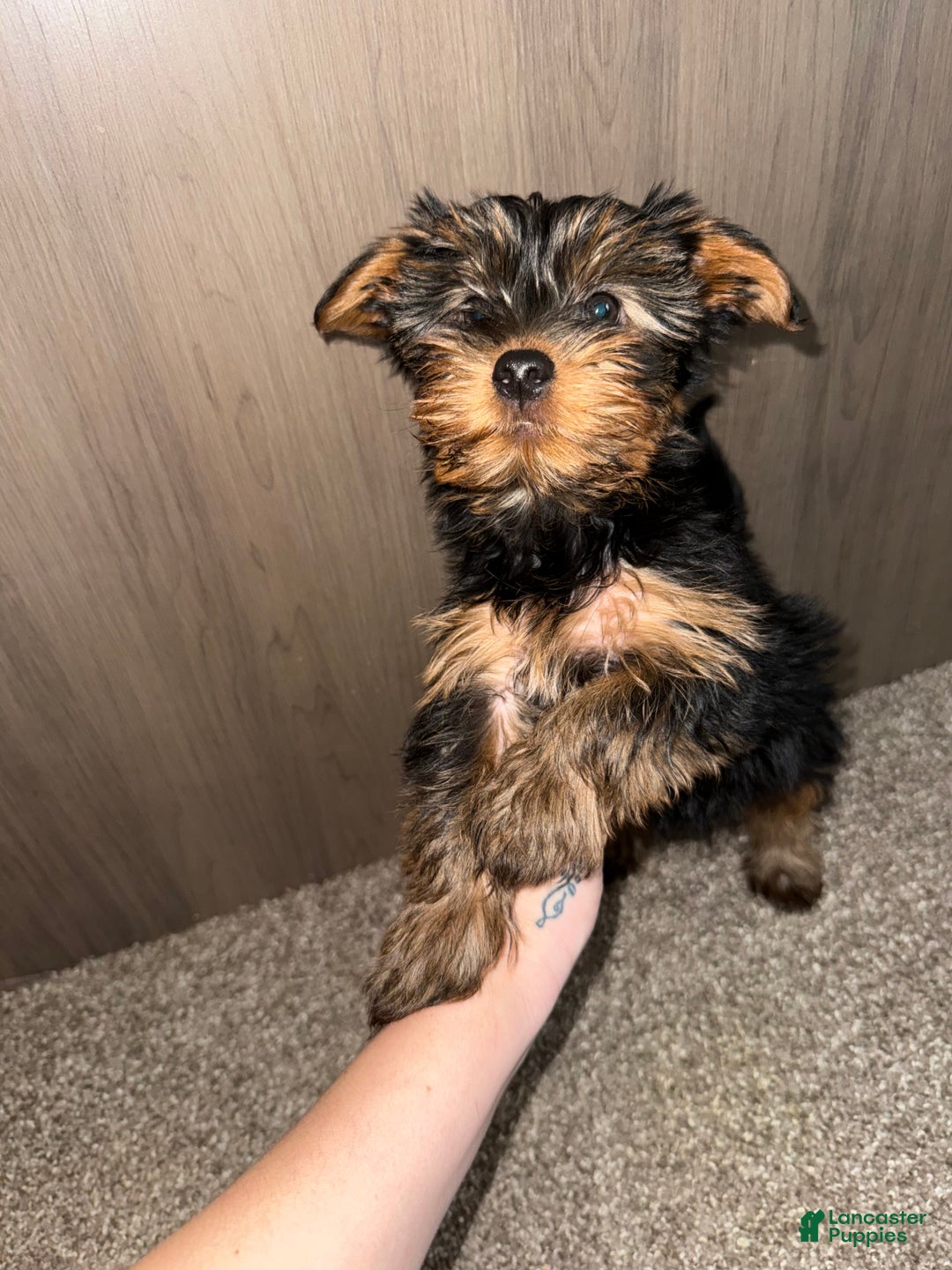 Yorkshire Terrier dogs for sale: Yorkshire Terrier Puppy 3 - Ad 1