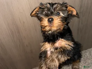 Yorkshire Terrier dogs Yorkshire Terrier Puppy 3 - Ad 17