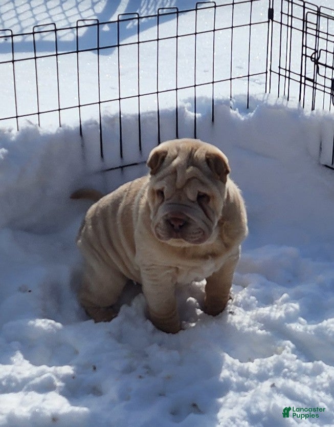 Shar Pei dogs Flurries mini  - Ad 2