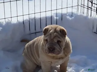 Shar Pei dogs Flurries mini - Ad 2