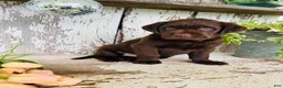 Labrador Retriever dogs for sale: Tessa  - Ad 2