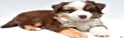 Miniature Australian Shepherd dogs for sale: Monica - Ad 1