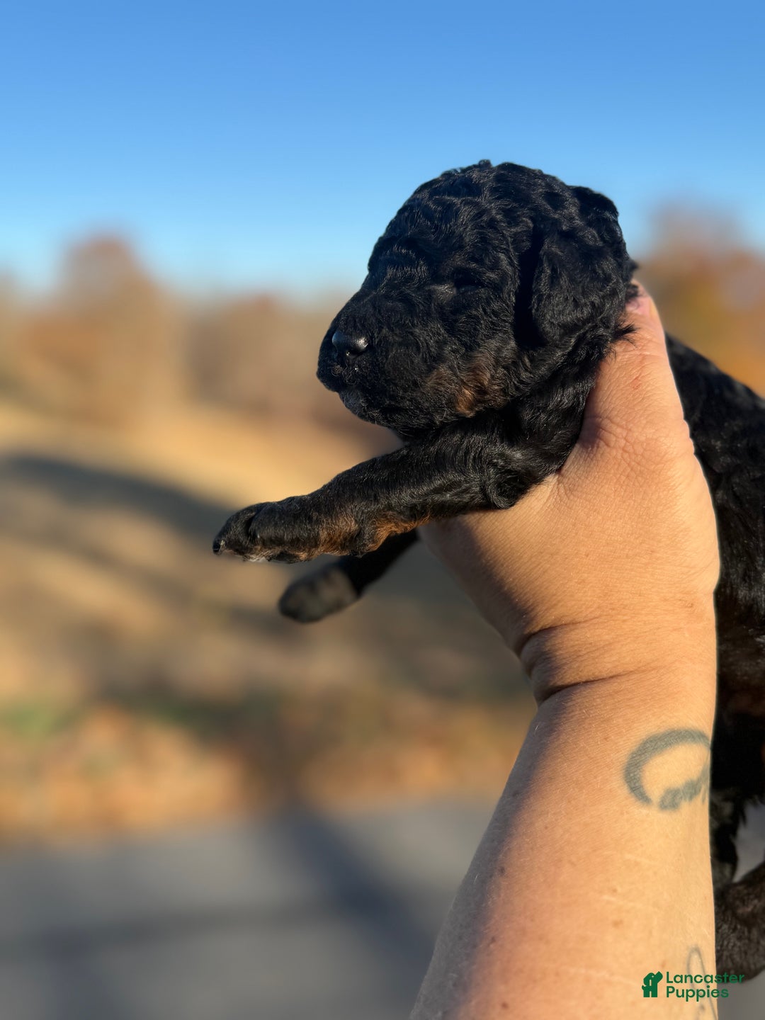 Standard Poodle dogs for sale: Elm - Ad 7