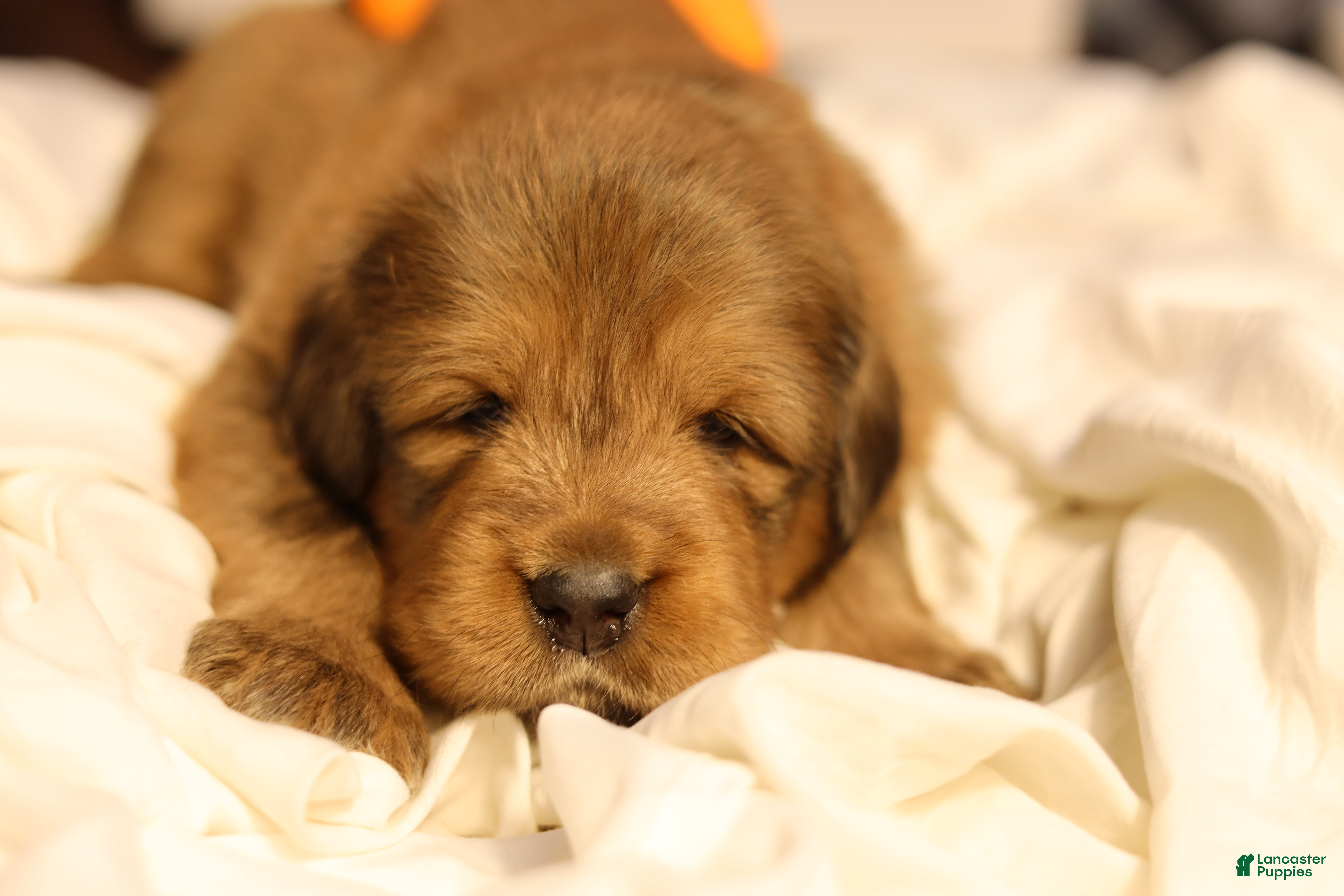 Tibetan Mastiff dogs Tibetan Mastiff Puppy 5 - Ad 1