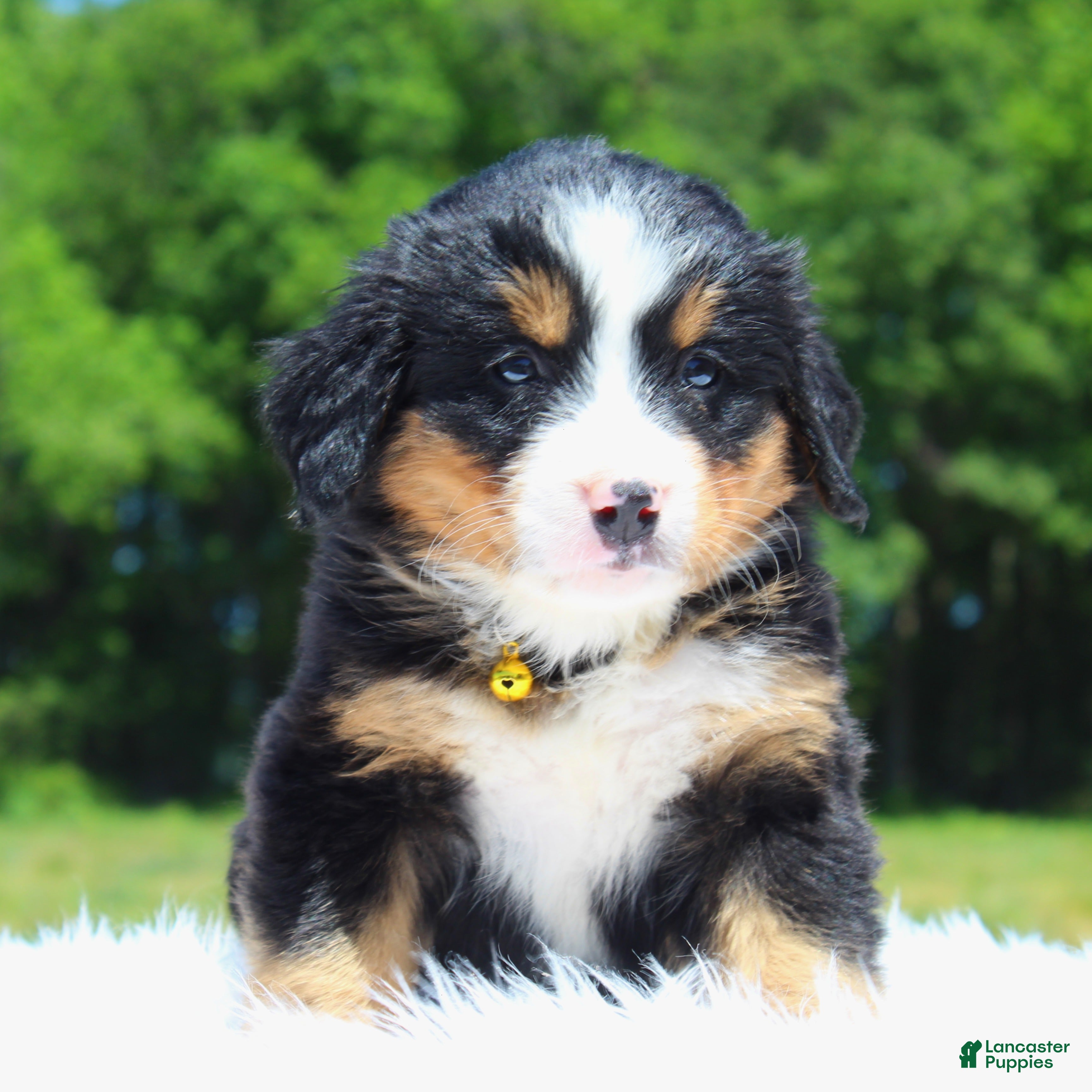 Bernese Mountain Dog dogs Sunshine - Ad 2