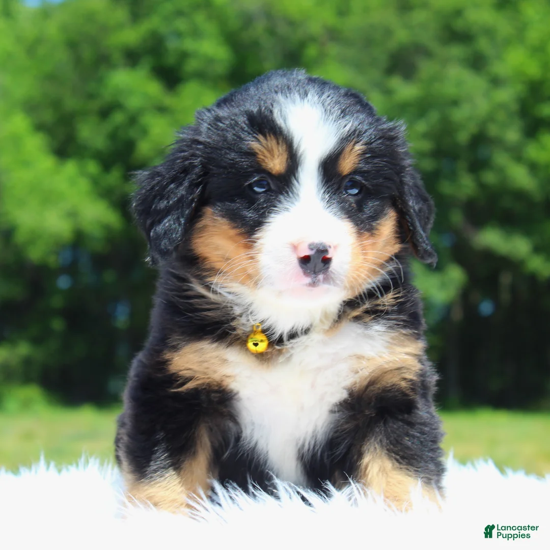 Bernese Mountain Dog dogs for sale: Sunshine - Ad 2