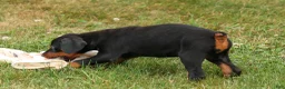 Doberman Pinscher dogs for sale: DAISY - Ad 9