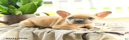 French Bulldog dogs for sale: Levi - Ad 4