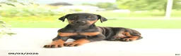 Doberman Pinscher dogs for sale: Asia - Ad 5