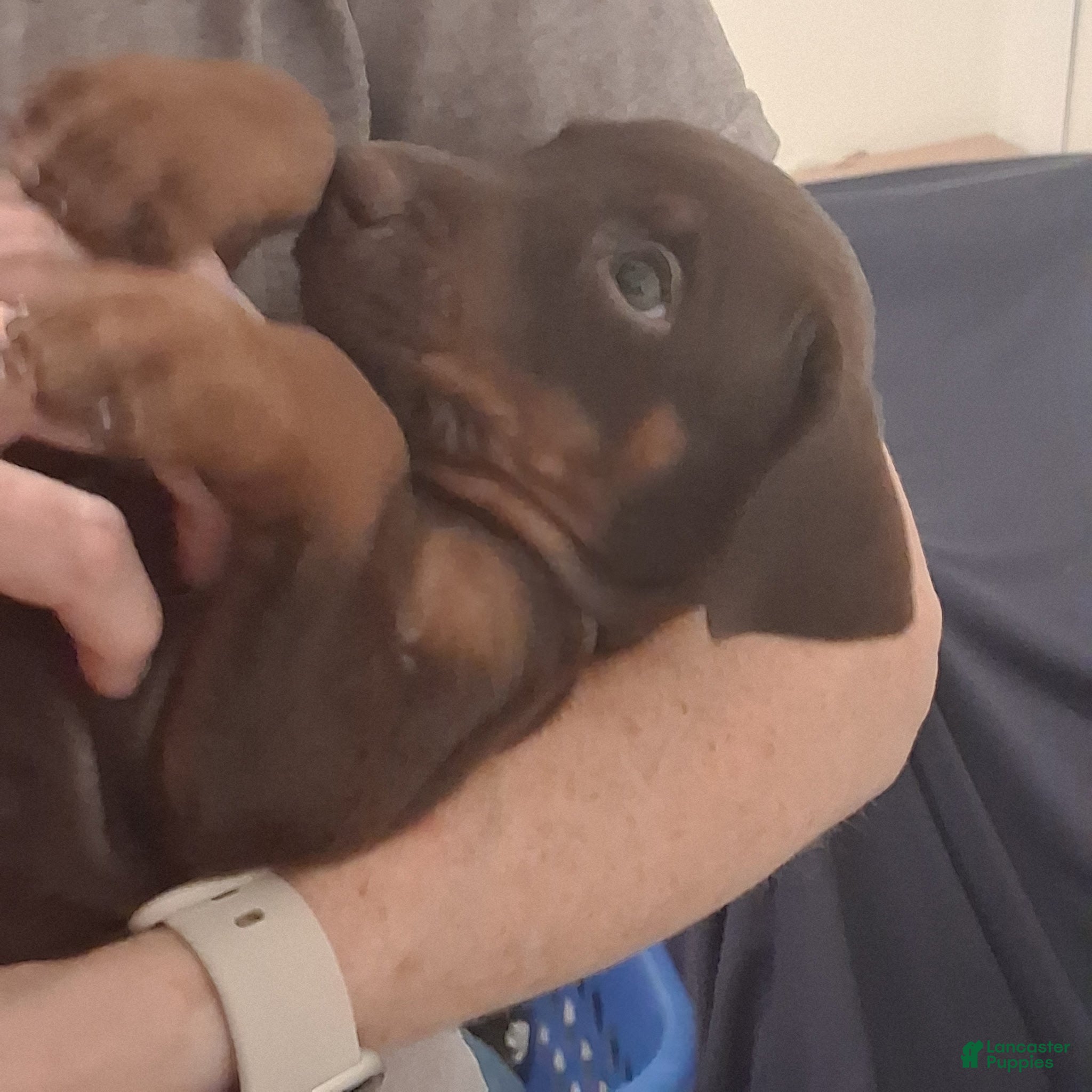 Doberman Pinscher dogs Doberman Pinscher Puppy 4 - Ad 2