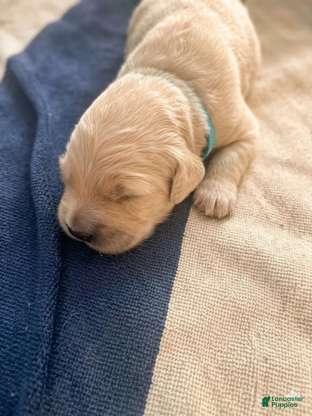 Goldendoodle dogs for sale: Woody - Ad 1