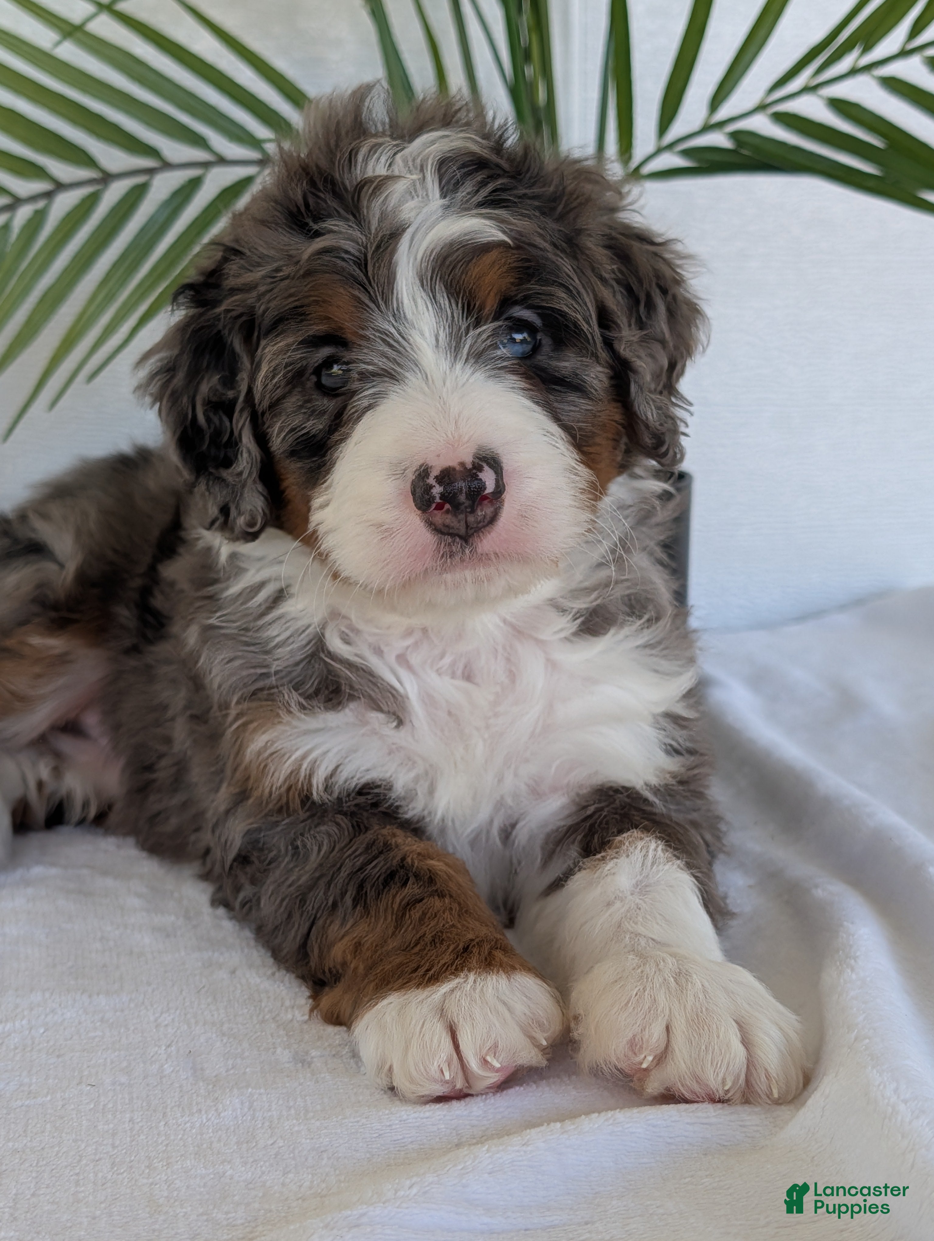 Mini Bernedoodle dogs Mini Asher  - Ad 2