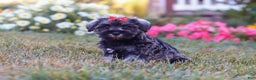 Miniature Schnauzer dogs for sale: Millie - Ad 10