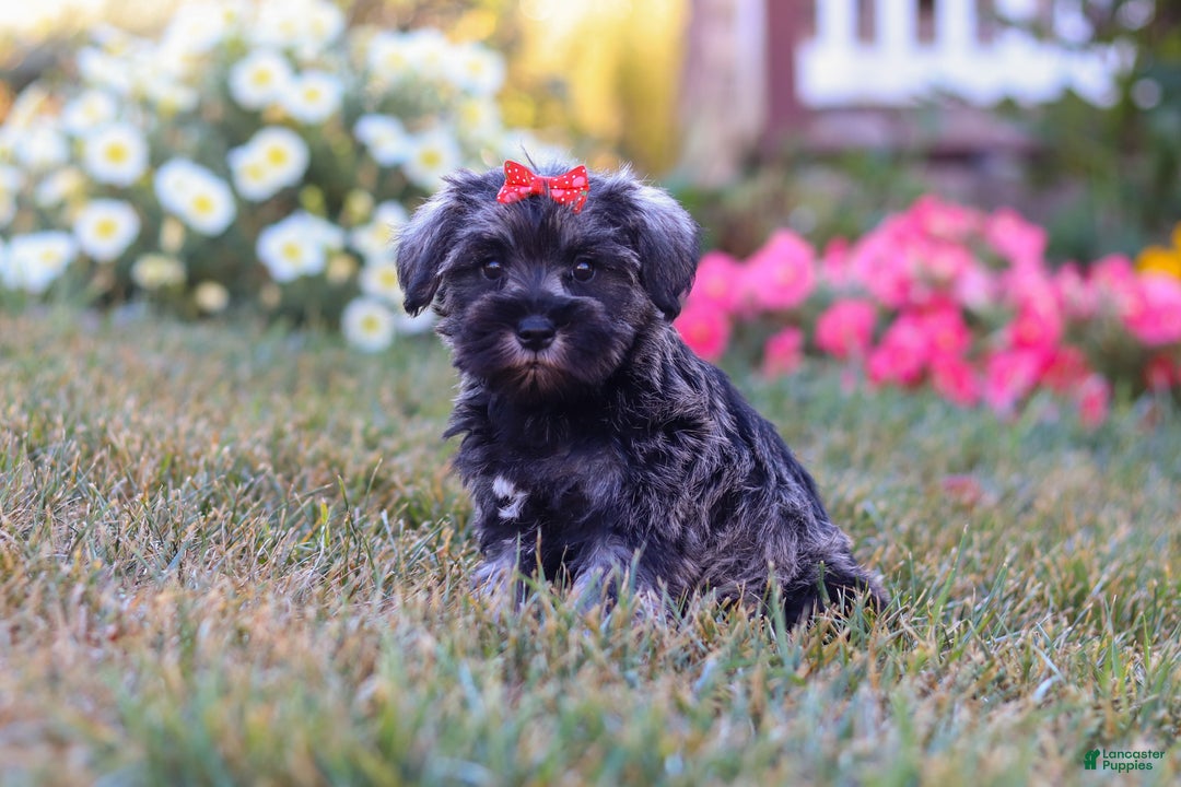 Miniature Schnauzer dogs for sale: Millie - Ad 10