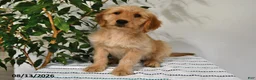 Goldendoodle dogs for sale: Caramel - Ad 4